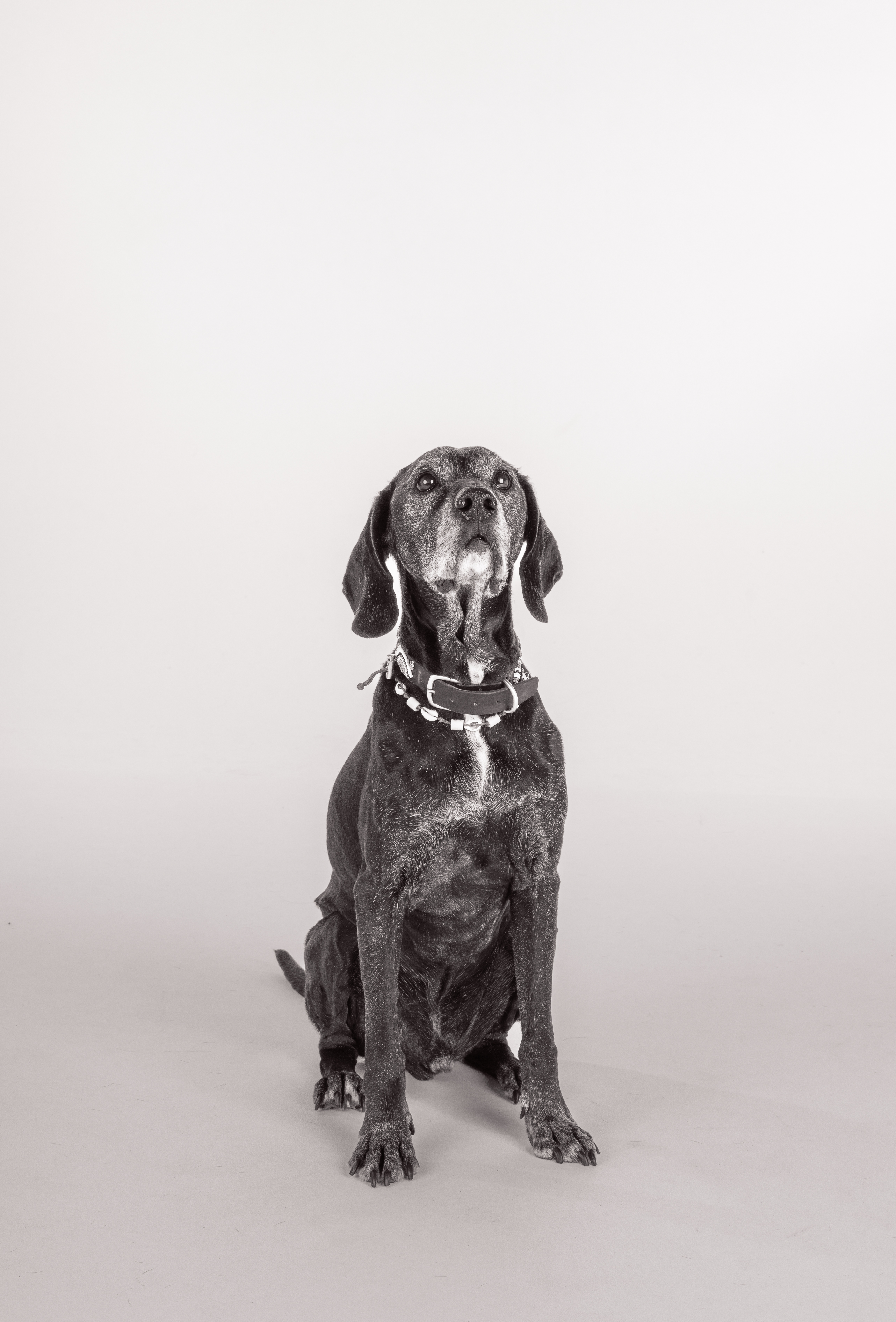 Geluksbrenger 'Rocco'